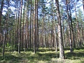 Ленинградская обл, Репино, участок (ИЖС) продажа