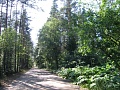 Ленинградская обл, Репино, участок (ИЖС) продажа