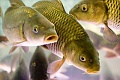 Ставропольский край, Грачевский район, Спицевский сельсовет, искусственный водоем,Цена :  25.000.000 руб (продажа)